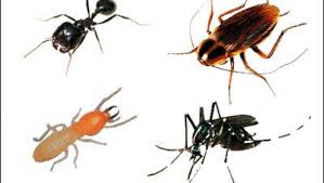 فوائد الحشرات في الطب