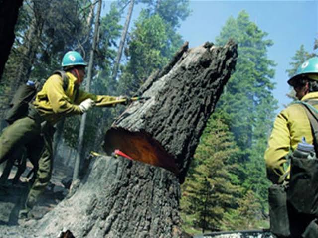 شركة إزالة الأشجار