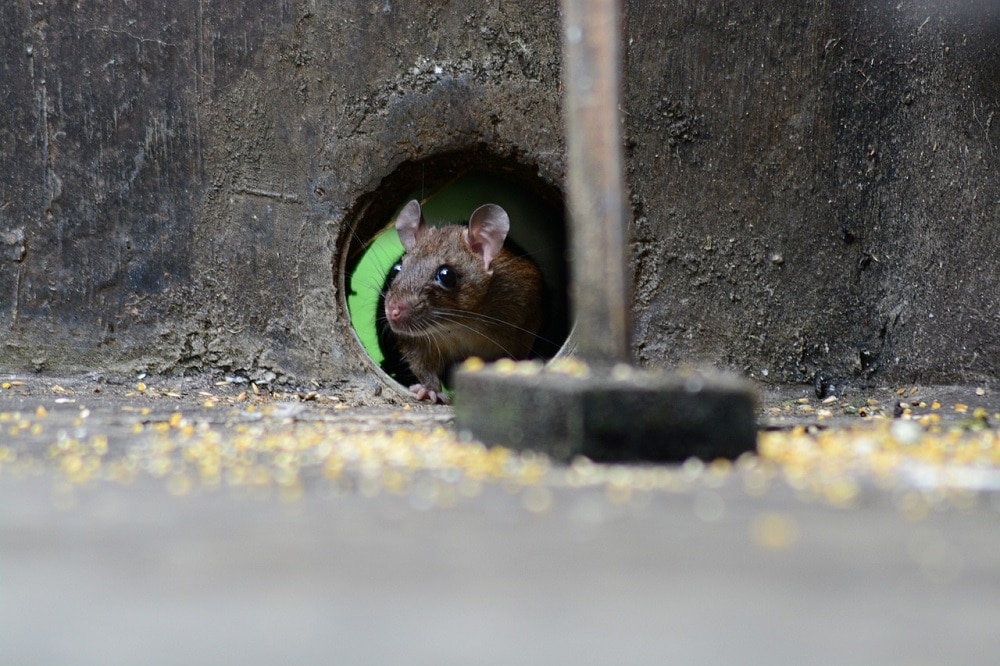مكافحة الفئران في المنزل
