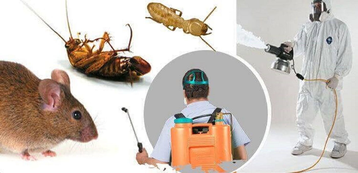 شركة مكافحة حشرات شمال الرياض-0552959538